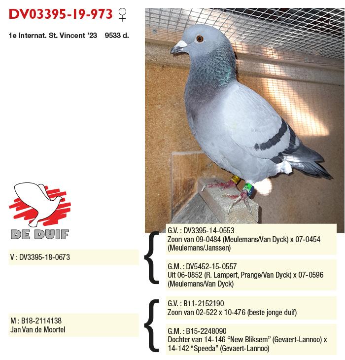 DV03395-19-973 DV03395-19-973