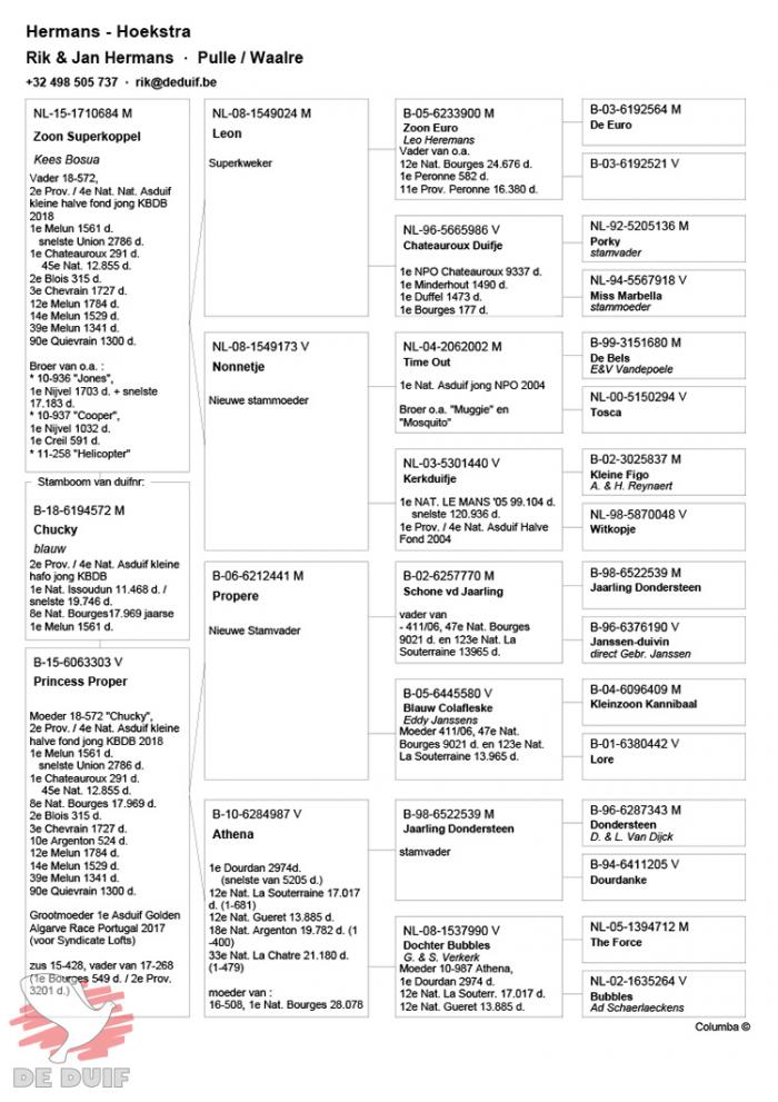 Pedigree B18-6194572 “CHUCKY”