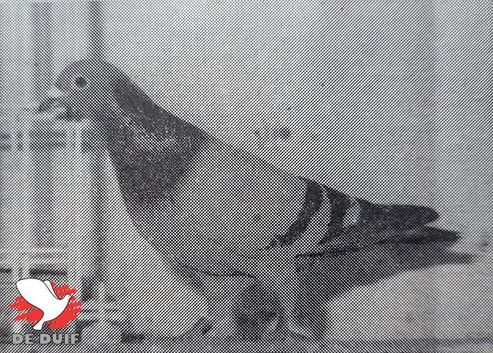 De "ST.-VINCENT" van Roger Florizoone uit Nieuwpoort, 1e prijs internationaal en nationaal uit Barcelona 1976. Deze fijne blauwe klepper zal nu in de toekomst wel de "Barcelona" genoemd worden. De "ST.-VINCENT" van Roger Florizoone uit Nieuwpoort, 1e prijs internationaal en nationaal uit Barcelona 1976. Deze fijne blauwe klepper zal nu in de toekomst wel de "Barcelona" genoemd worden.