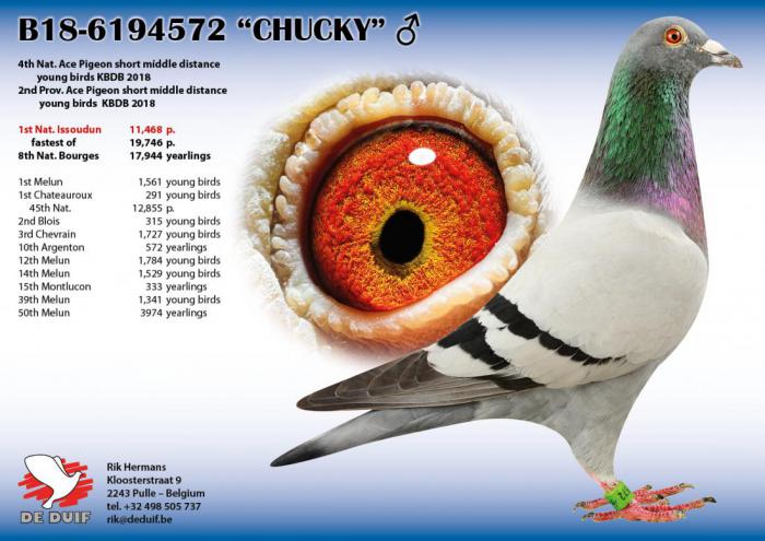 B18-6194572 “CHUCKY”