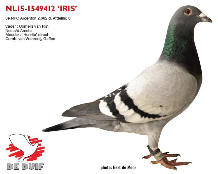 NL15-1549412 "Iris" NL15-1549412 "Iris"