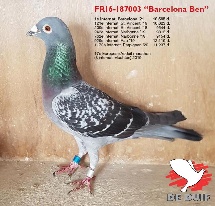 FR16-187003 “Barcelona Ben” FR16-187003 “Barcelona Ben”
