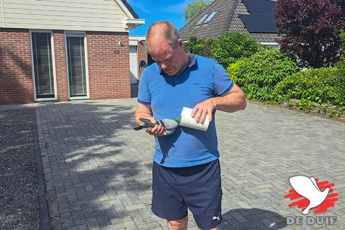 Auke Bosma geeft zijn duivin eten uit de voerbus.