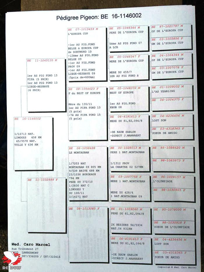 pedigree BE16-1146002