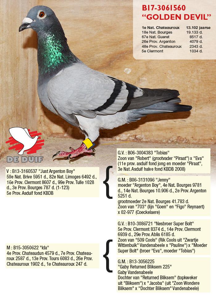B17-3061560 “Golden Devil” B17-3061560 “Golden Devil”