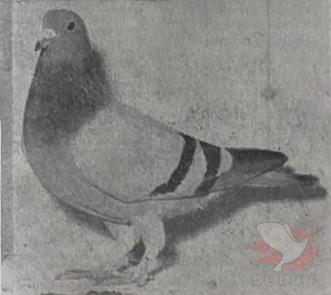 De Duif van 6 juni 1956. De Duif van 6 juni 1956.