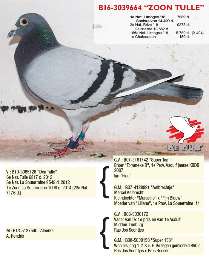 B16-3039664 “Zoon Tulle”