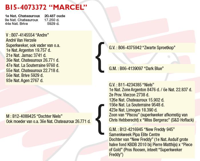 BE15-4073372 "Marcel"