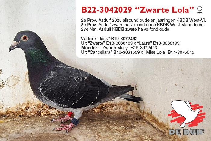 B22-3042029 “Zwarte Lola” B22-3042029 “Zwarte Lola”