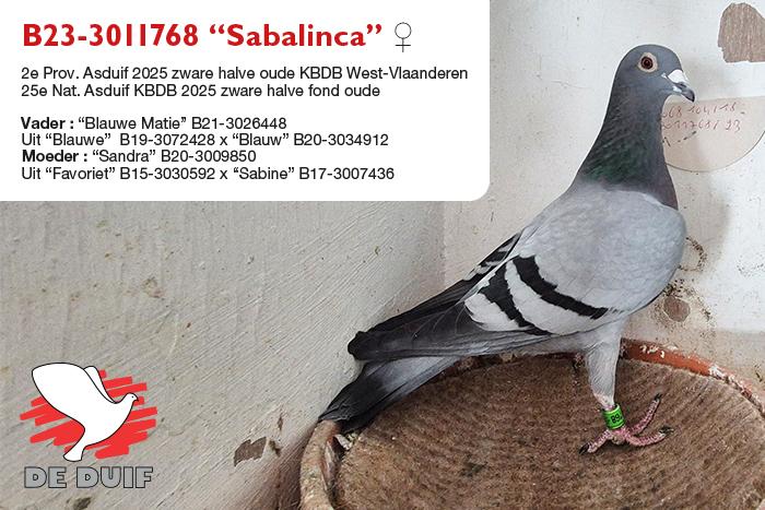 B23-3011768 “Sabalinca” B23-3011768 “Sabalinca”
