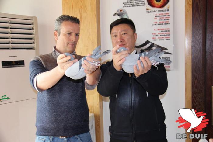 Duiven koppelen in China. Een leuke maar zeker ook leerrijke bezigheid! Duiven koppelen in China. Een leuke maar zeker ook leerrijke bezigheid!