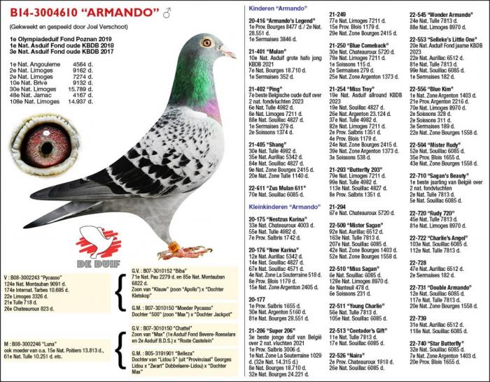 B14-3004610 “Armando” B14-3004610 “Armando”