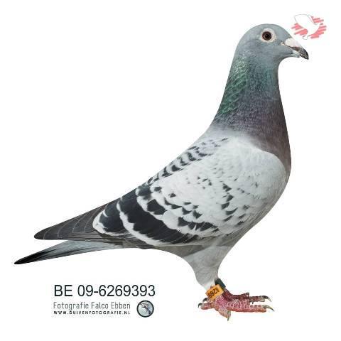B09-6269393 "QUEEN ROSSI'' 