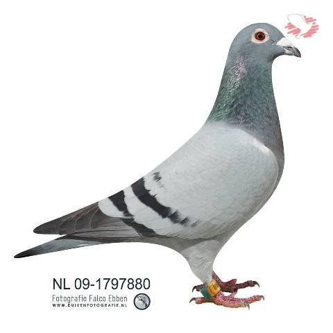 NL09-1797880 “XENA” 