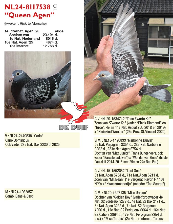 NL24-8117538 “Queen Agen”