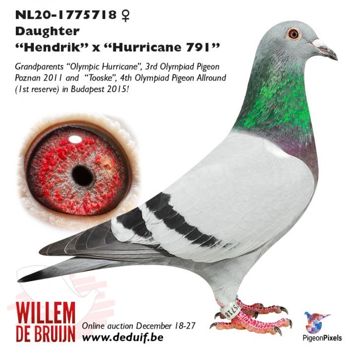 NL20-1775718