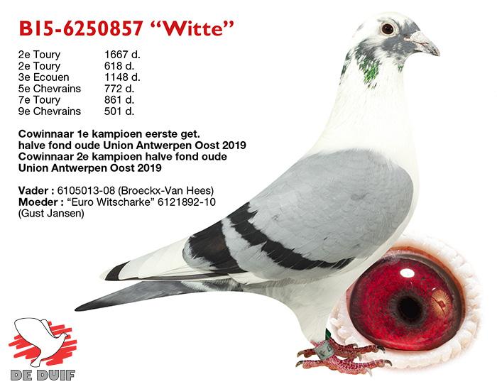 B15-6250857 “Witte”