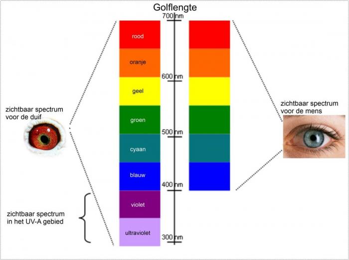 Het zichtbaar spectrum voor duiven en mensen. Het zichtbaar spectrum voor duiven en mensen.