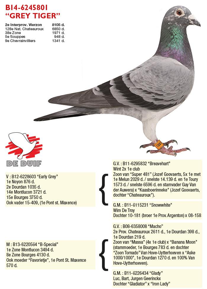BE14-6245801 "Grey Tiger"