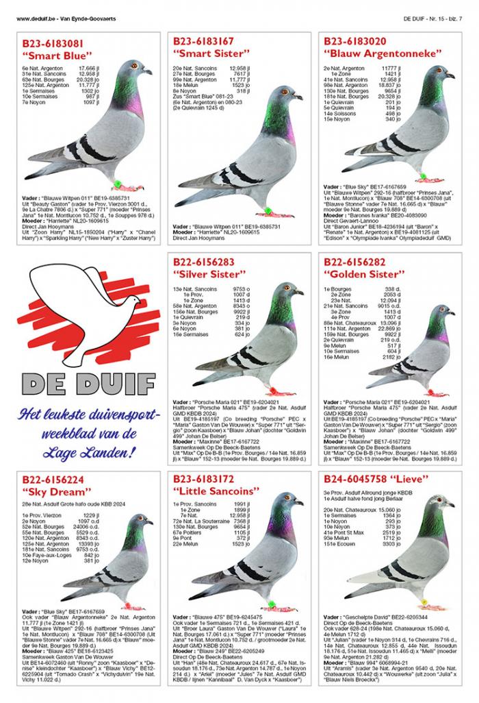  best pigeons