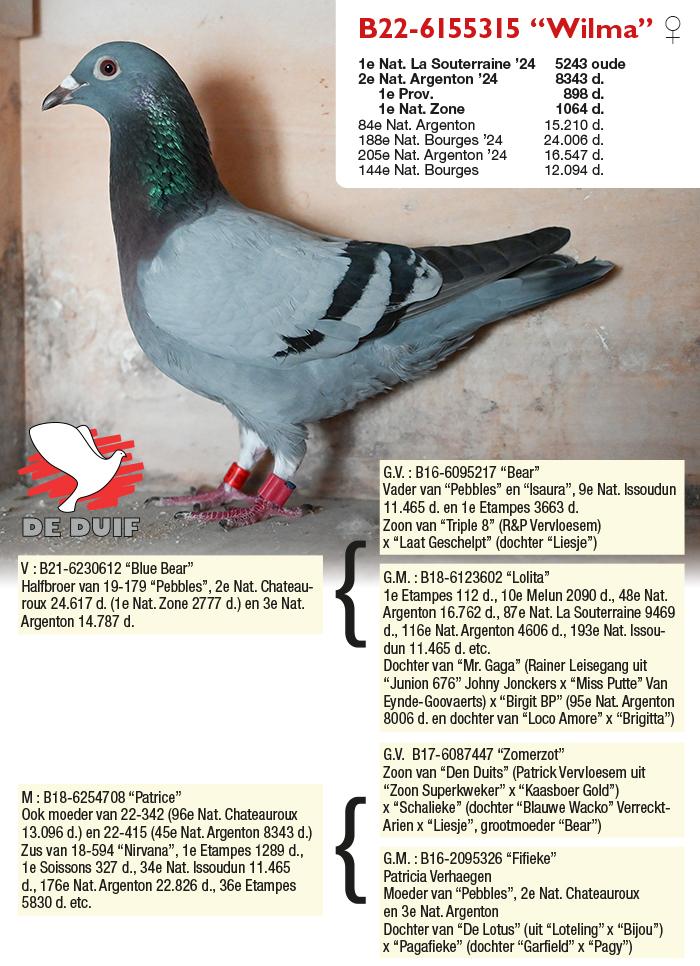 B22-6155315 “Wilma”