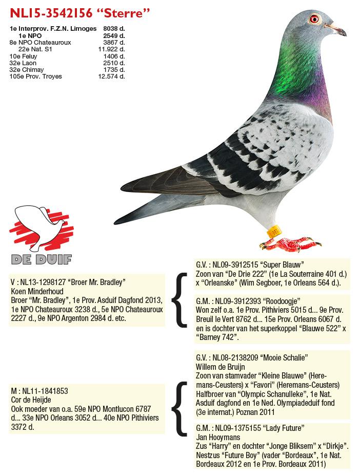 NL15-3542156 “Sterre” NL15-3542156 “Sterre”