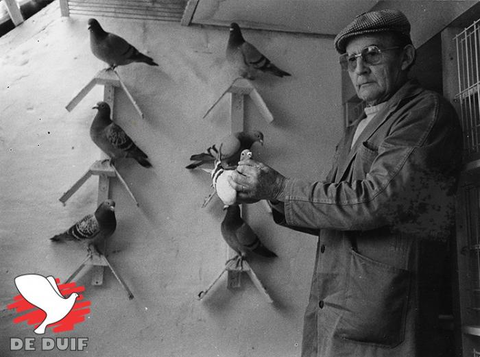 René Vandenheede, kweker van topduivenmelkers! René Vandenheede, kweker van topduivenmelkers!