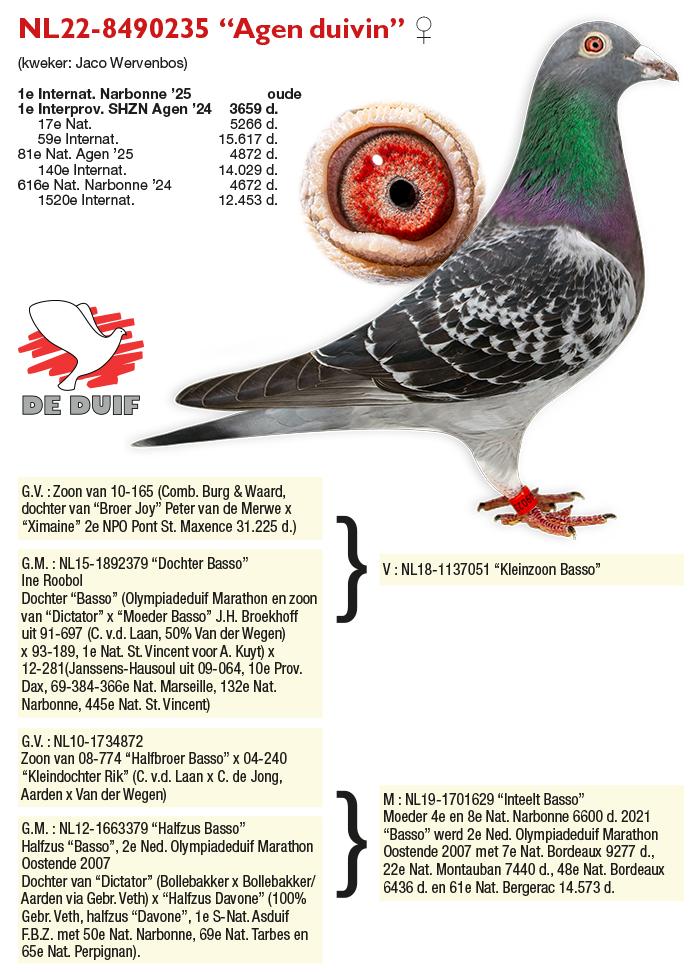 NL22-8490235 “Agen duivin”