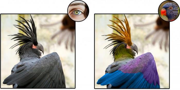 Hoe zou de wereld er echt uitzien voor duiven en vogels in het algemeen? Hoe zou de wereld er echt uitzien voor duiven en vogels in het algemeen?