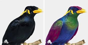 Grafische simulatie van hoe vogels UV-variaties zouden "zien". Grafische simulatie van hoe vogels UV-variaties zouden "zien".