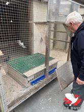 De hokken van Albert Derwa in Herent.