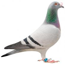 B11-5035053 ''Kaylan''
