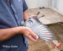 “Jessie’s Pride” wing