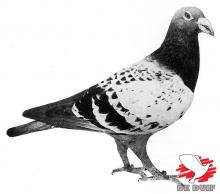 De 46 van Jan Ouwerkerk