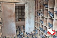 De hokken van Martin Ravelingien te Tiegem.