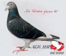 IJzeren 50 Vroomen