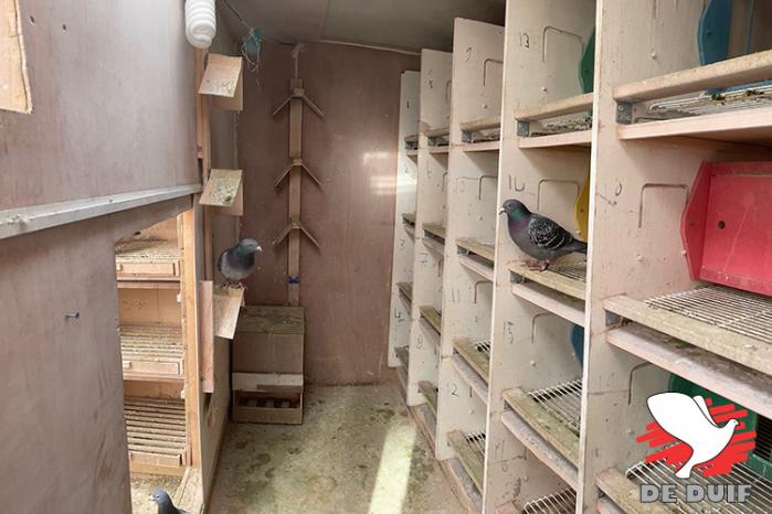 Het hok voor de nestduiven: ondiep met 20 smalle en diepe nestbakken, een dicht plafond en een altijd openstaand raam naar de volière/aanbouw.