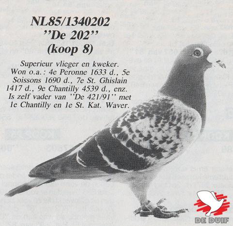 “De 202” NL85-1340202 Was nog op 8-jarige leeftijd één van de pronknummers op de totale verkoop. Een superieure vlieger én kweker uit Stamkoppel 2. Volle broer van de Reimsdoffer van Bas en Gerard.