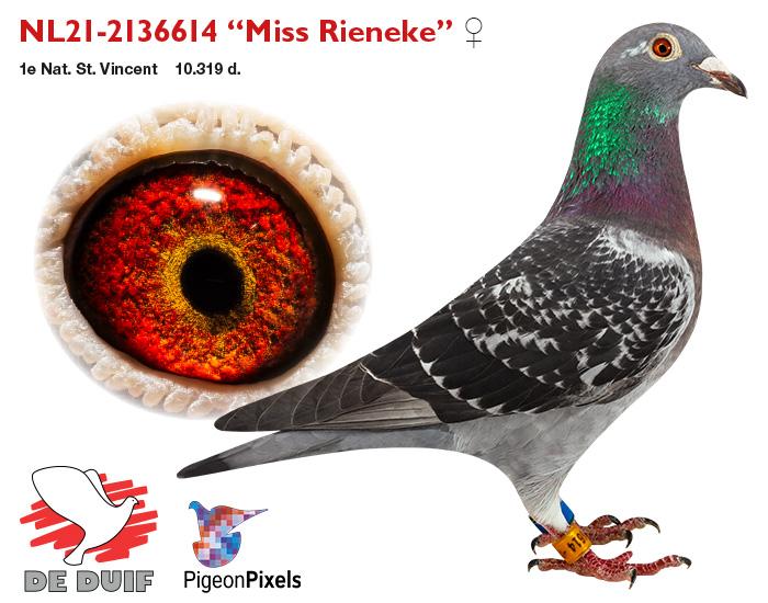 NL21-2136614 “Miss Rieneke” 