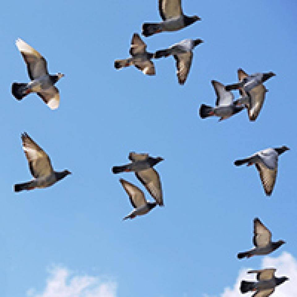 duifjes-1.jpg