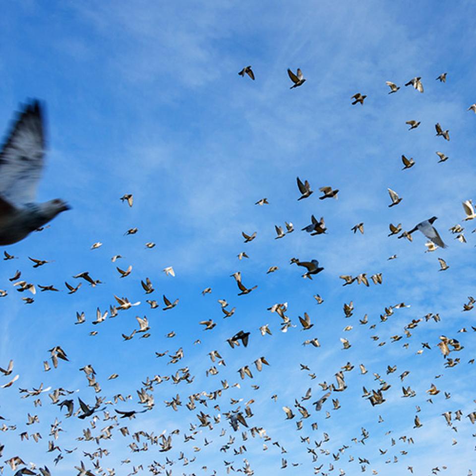 duifjes-2.jpg