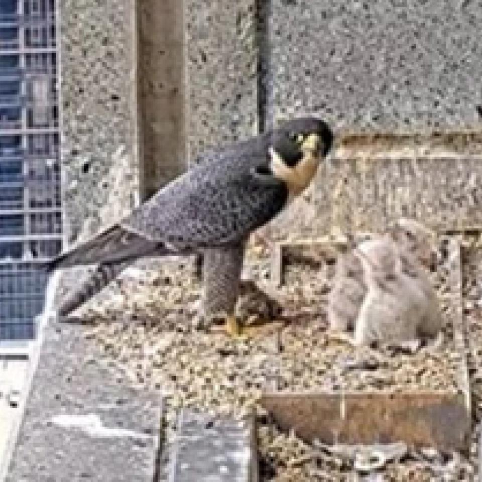 nest-flix.jpg