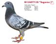 B13- 6077138 Saganne