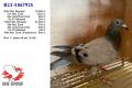 23-5067942 en 5067925 wonnen gezamenlijk 29 prijzen waarvan 19 per 10-tal. Ze komen uit hetzelfde koppel.