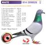 BE14-2090026 "Maite"