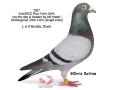 “BC”, sire “Oasis”