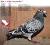 B14-2115404 “Moederke”