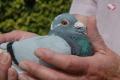 Kop "Robin" B09/3076060