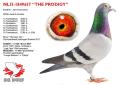 NL15-1849657 “The Prodigy”