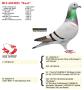 BE15-6034025 “Kaat”